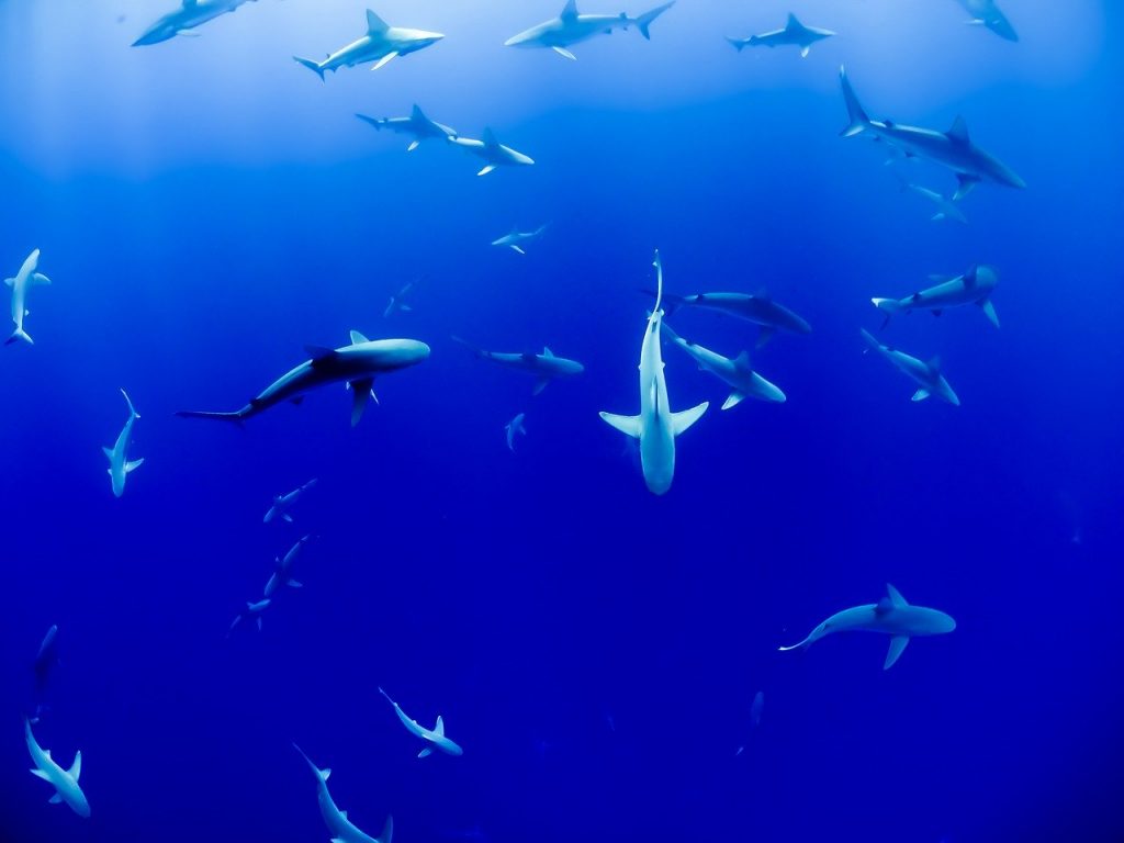 Squalène : Les requins sont menaccès par le vaccin anti-19