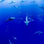 Squalène : Les requins sont menaccès par le vaccin anti-19