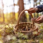 Champignons : attention aux intoxications