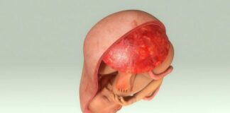 A quoi sert le placenta?