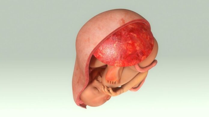 Le placenta