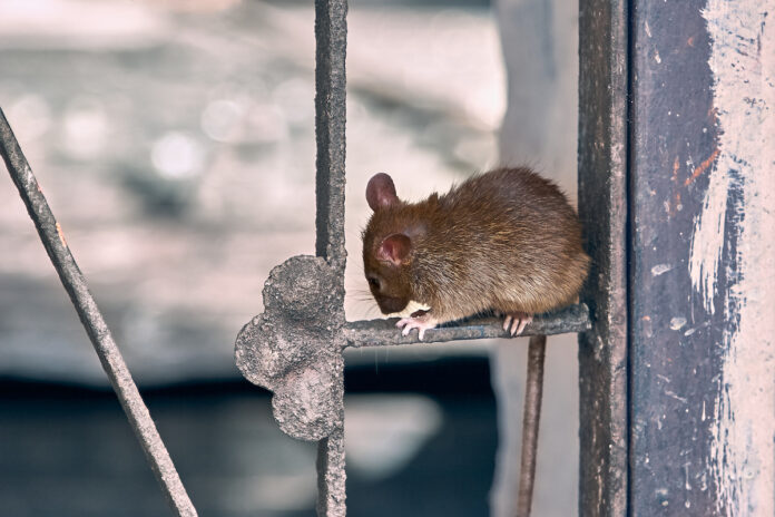 Covid-19 : nouveau variant découvert chez des rats