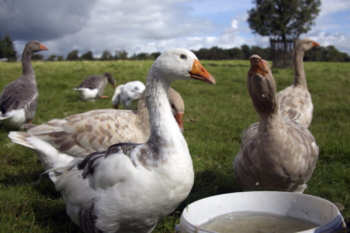 Grippe aviaire en France : Pénurie de volailles à venir ?