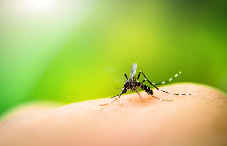 Un cas de dengue identifié dans le Var