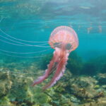 piqure de méduse