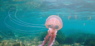 piqure de méduse