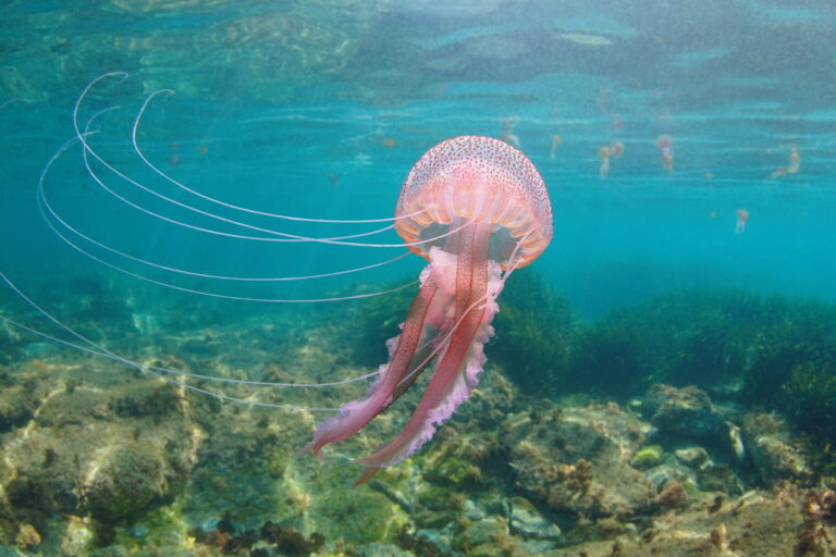 Comment réagir face à une piqûre de méduse ?