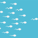 Spermatozoïdes : la fertilité masculine a baissé de 51,6%  en 45 ans
