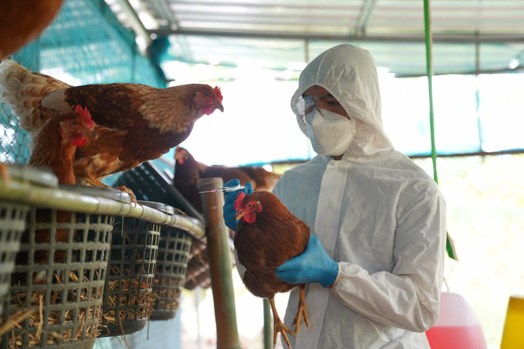 Grippe aviaire : une fillette de 11 ans est morte