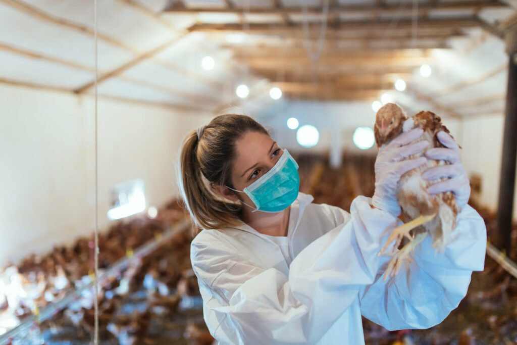 Grippe aviaire : quelle est la situation en France ?