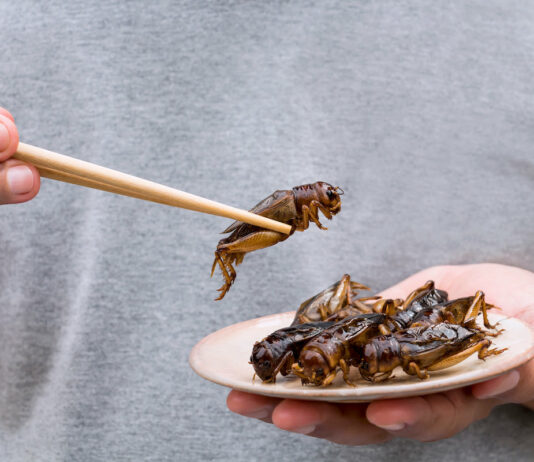 Nutrition : La France se prépare à manger des insectes