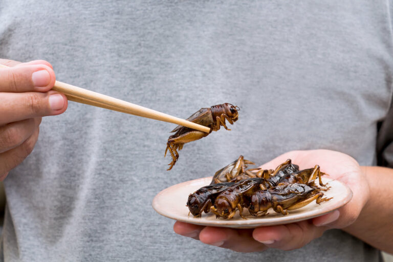 Nutrition : La France se prépare à manger des insectes