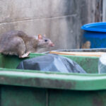 Les rats dans Paris et la santé publique