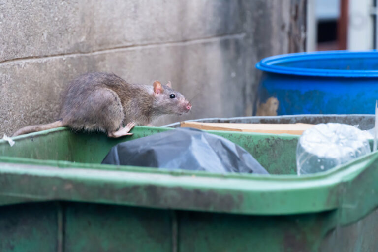 Les rats dans Paris et la santé publique