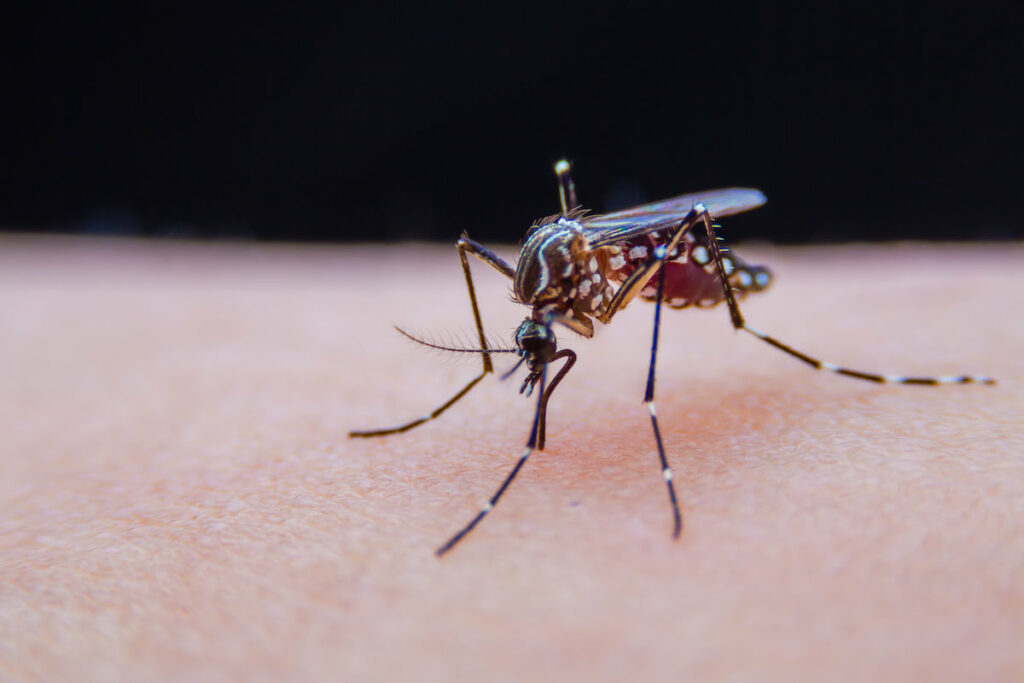 Moustiques tigres : explosion de cas de dengue et de zika en 2024 ?