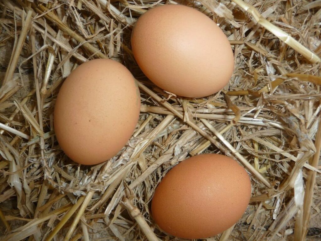 Bienfaits des œufs