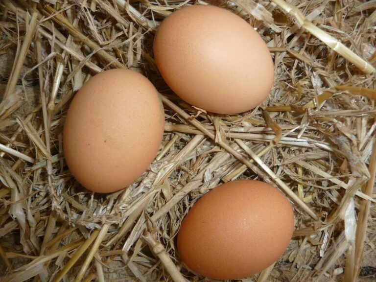 Les incroyables bienfaits des œufs pour votre bien-être
