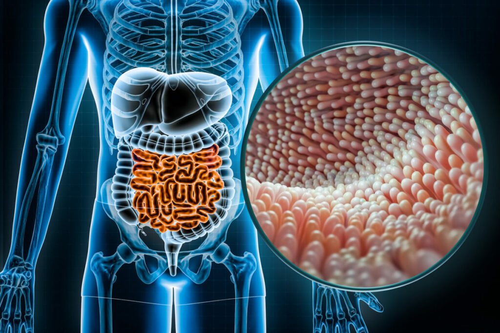 4 mauvais aliments pour votre microbiote.