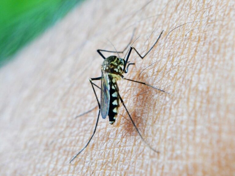 Piqûres de moustiques : 7 remèdes efficaces pour les soulager
