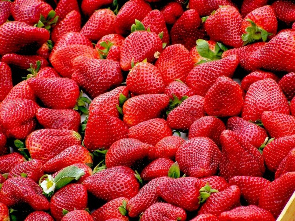 Bienfaits fraises