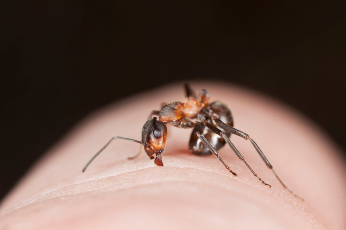 Piqûre de fourmi : comment la soigner ? - La Santé Au Quotidien