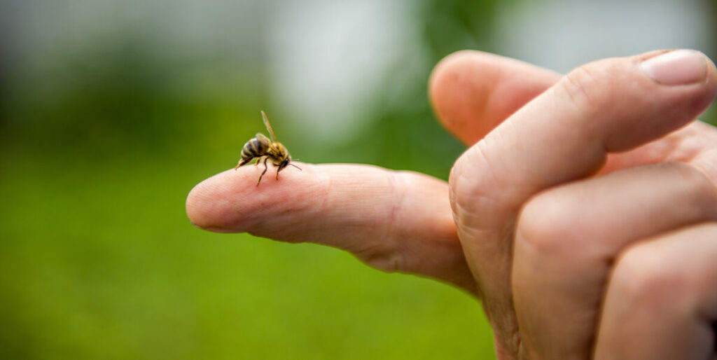 5 solutions naturelles pour soulager les piqûres d'abeilles