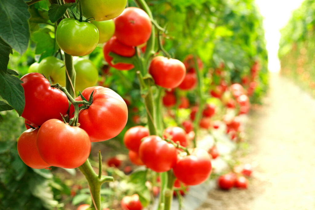 bienfaits tomate santé peau