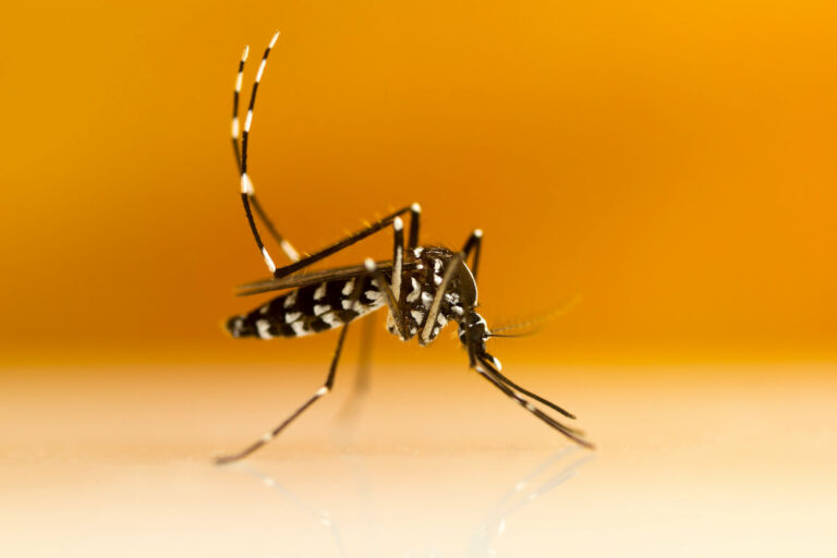 Moustique-tigre : une jeune femme meurt de la dengue
