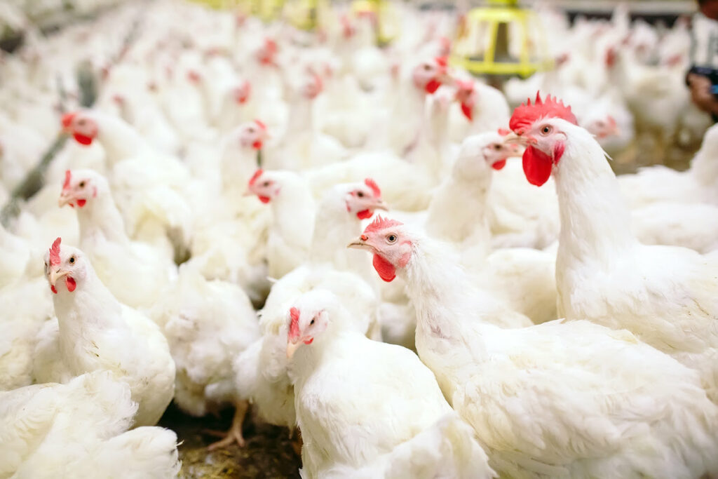 Grippe aviaire : l’OMS craint que le virus s'adapte à l'espèce humaine
