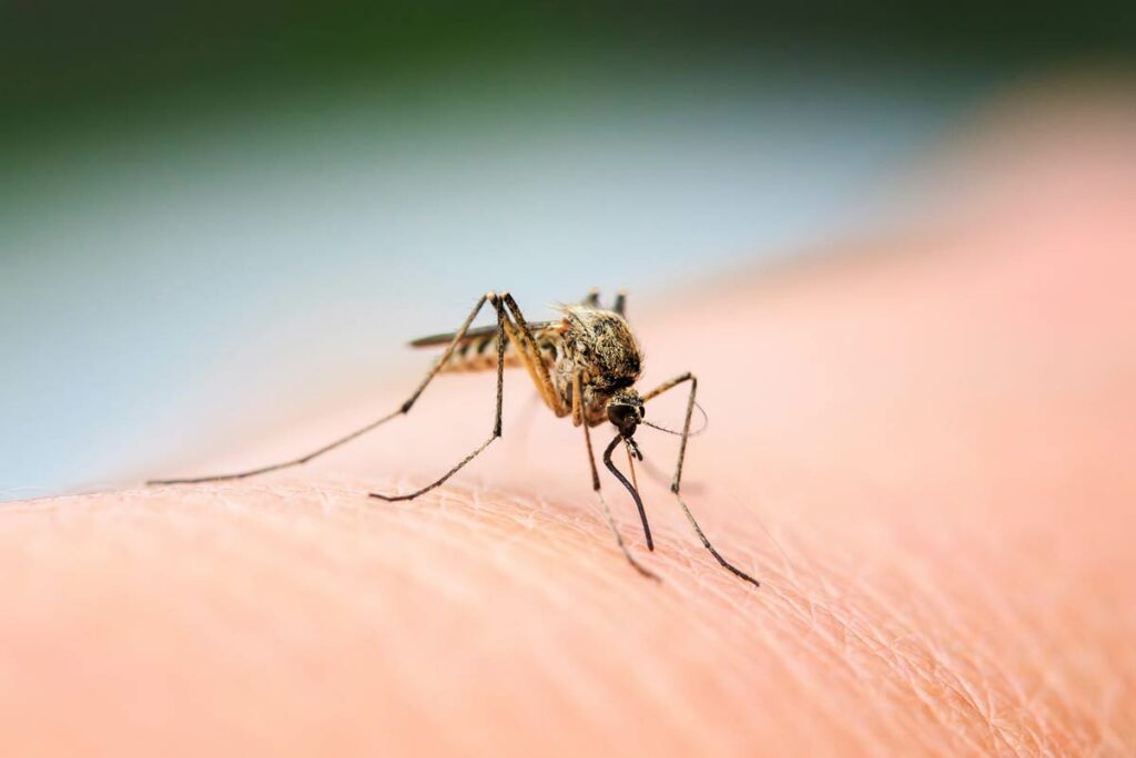 Voici pourquoi les moustiques apprécient piquer certaines personnes plus que d'autres
