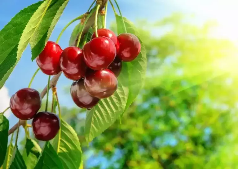 5  bienfaits du cerisier pédoncule fructifère rouge pour votre santé