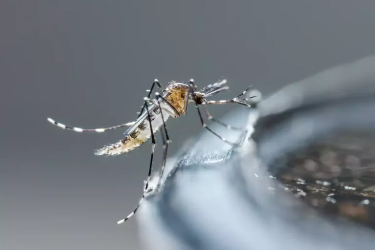 Moustique tigre : Les cas de Dengue explosent cette année