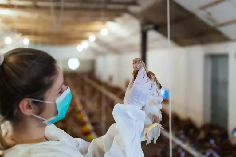 Grippe aviaire: premier mort humain par la souche H5N2