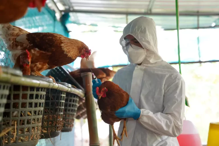 Grippe aviaire : le risque d’une épidémie en France est «réel» selon un virologue