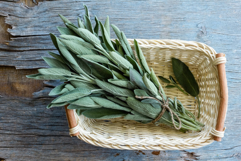 La plante n°1 pour une meilleure santé cérébrale, selon une neurologue