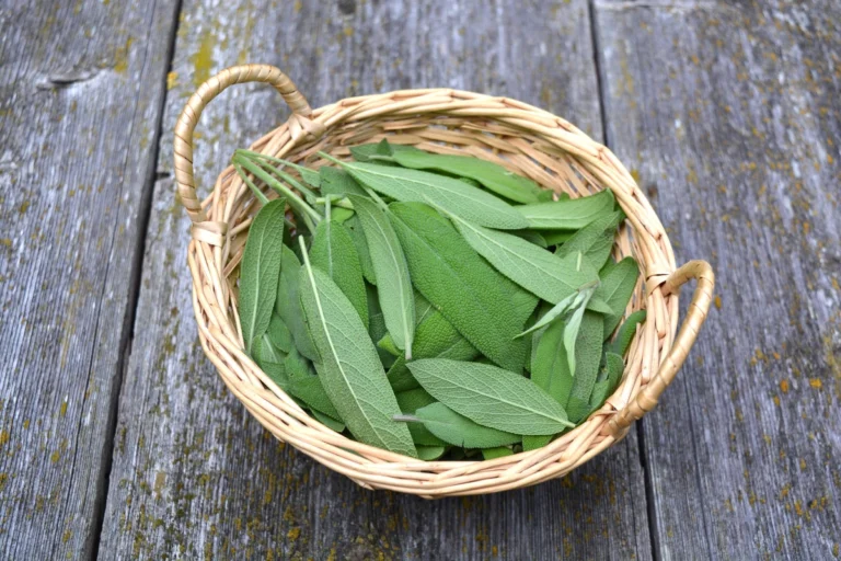 C’est la plante n°1 afin d’avoir une meilleure santé cérébrale, selon cette neurologue plante sauge dans un panier