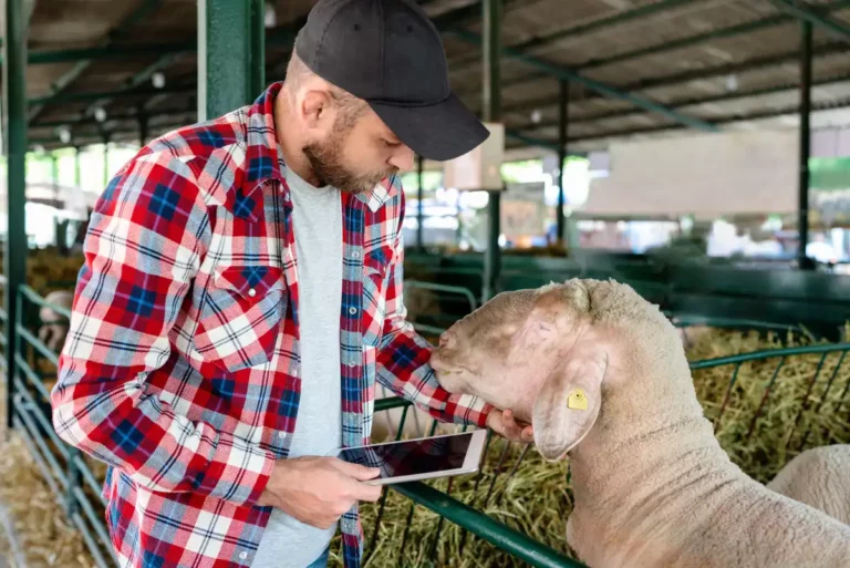 Épizootie : premier cas de fièvre ovine de type 3 en France