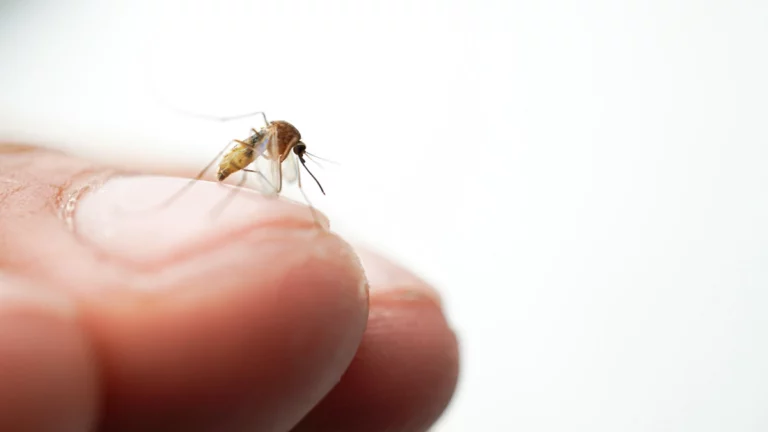 La France est exposée à un risque élevé d'une épidémie de dengue