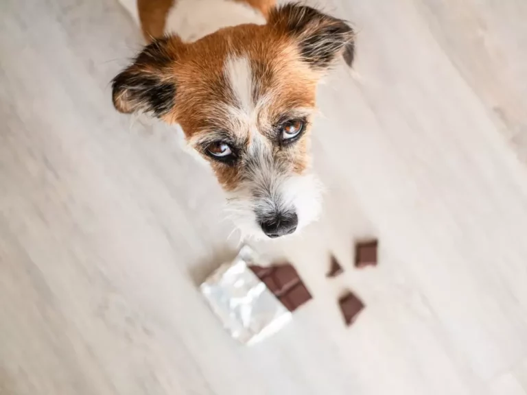 Chocolat : pourquoi est-il mauvais pour votre chien, même en petite quantité ?