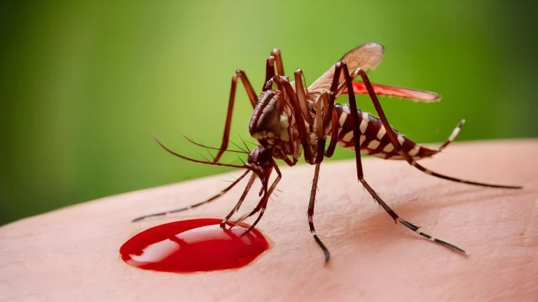 Moustiques : cette boisson ultra populaire les attire, selon une étude Moustique sur la peau