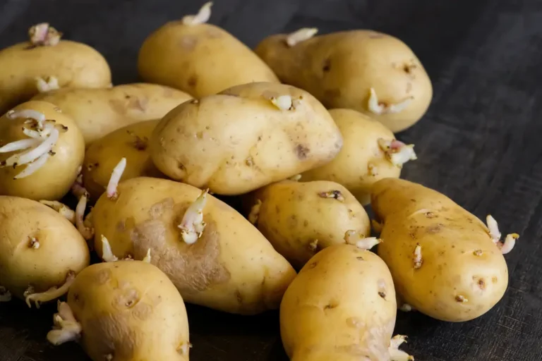Pommes de terre germ&eacute;es