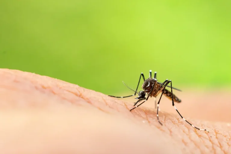 Virus du Nil occidental
