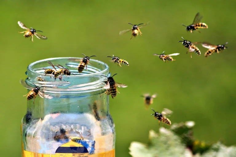 Frelons, guêpes, abeilles : quelle piqûre est vraiment la plus dangereuse ? piqûre insectes